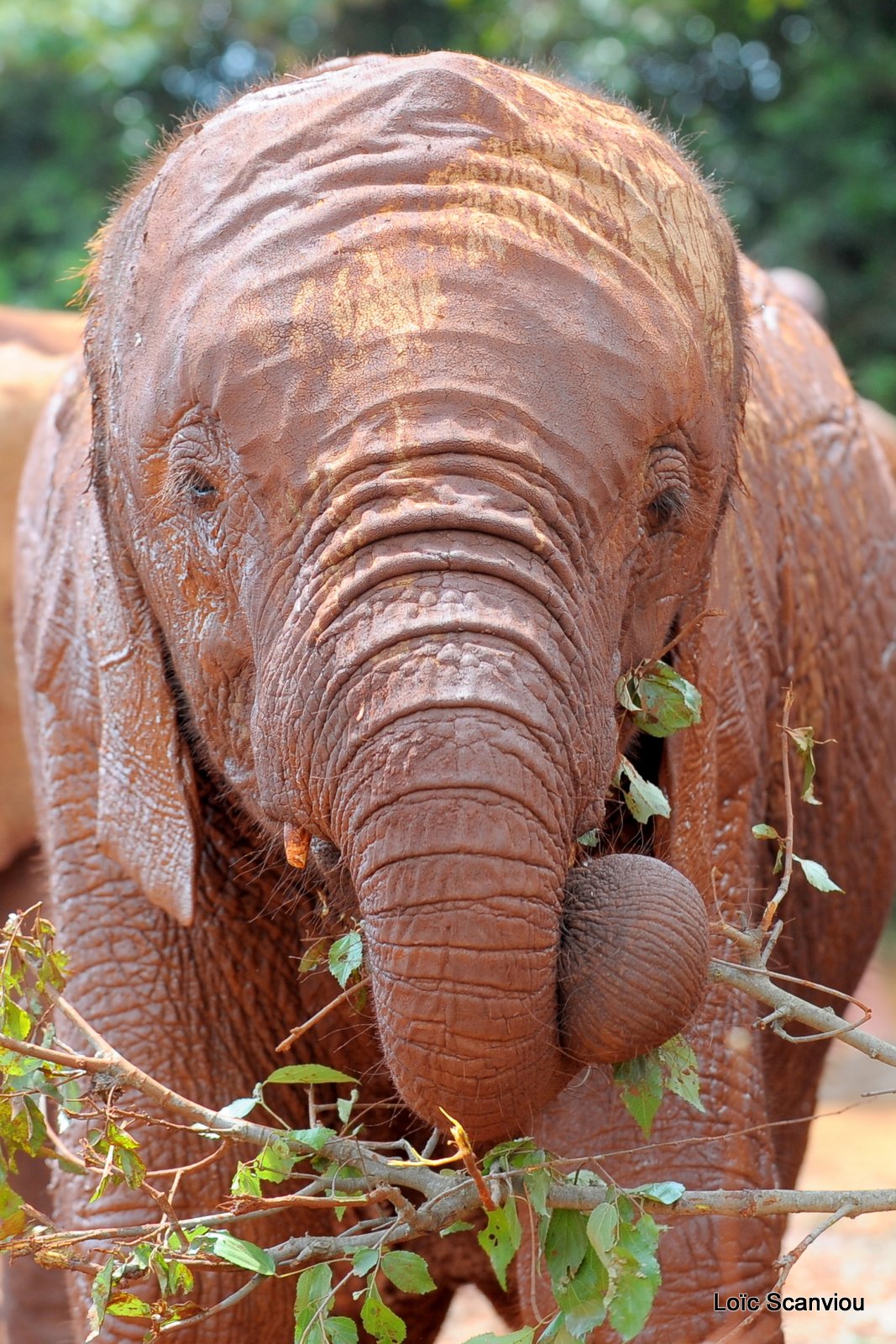 David Sheldrick Wildlife Trust  (51)