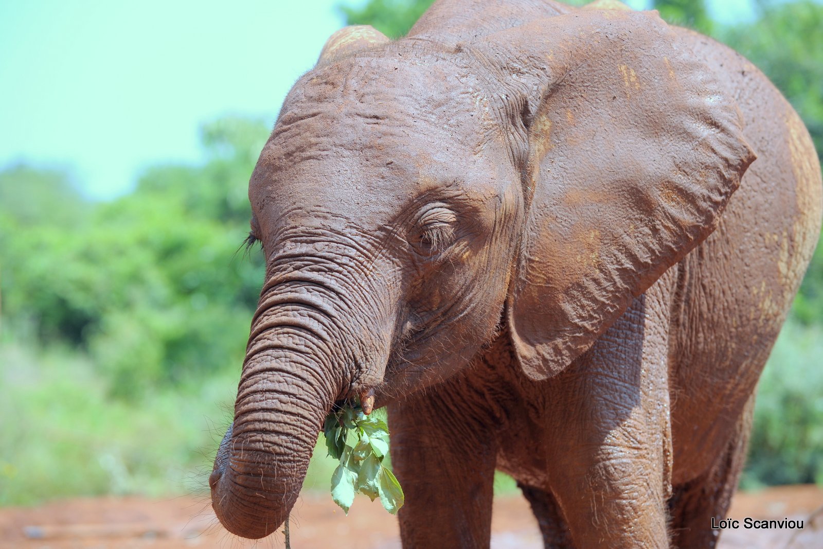 David Sheldrick Wildlife Trust  (52)