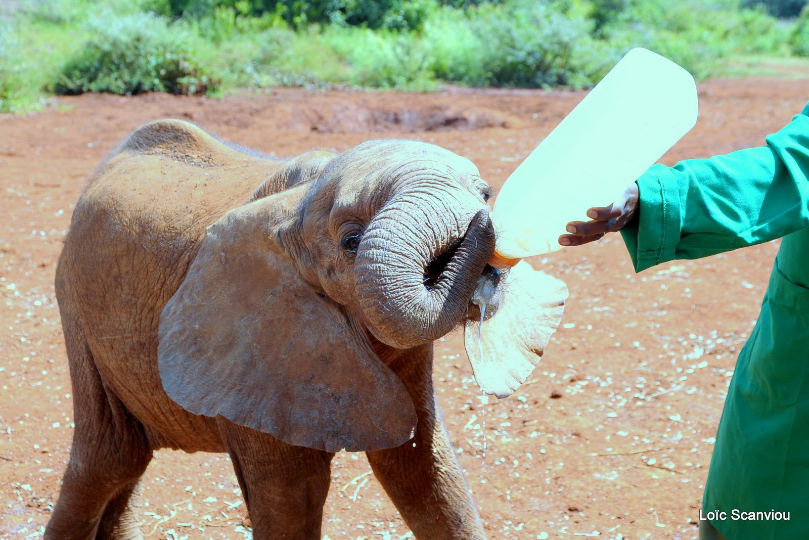 David Sheldrick Wildlife Trust  (9)