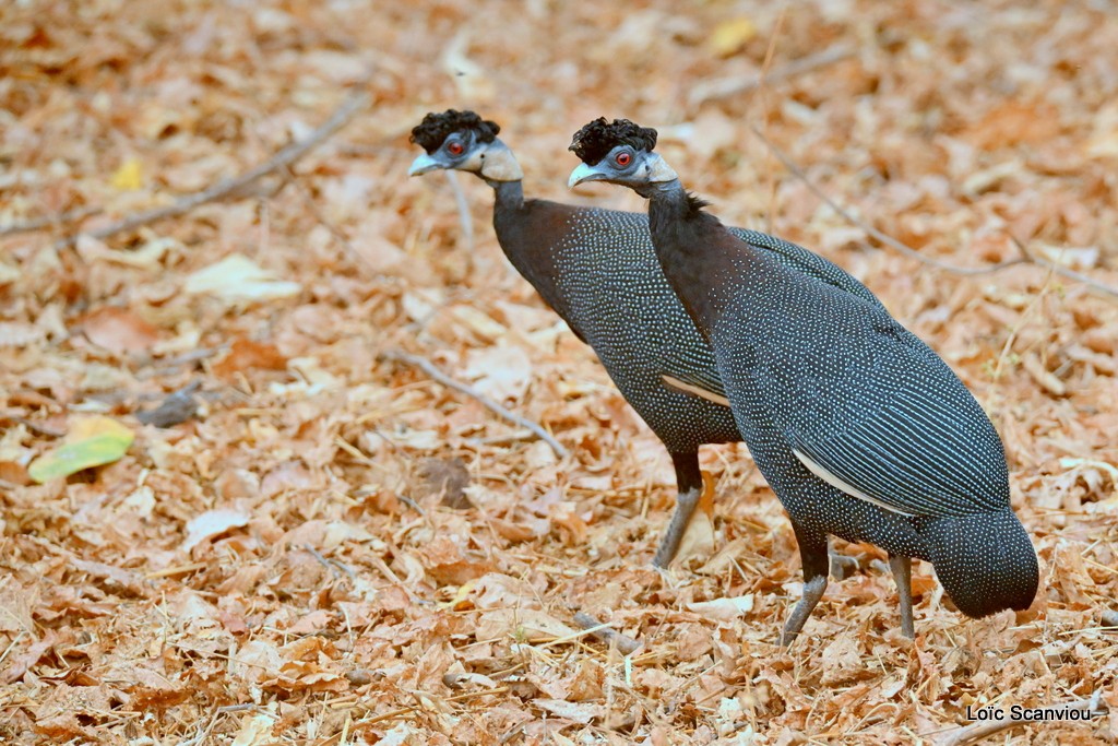 Pintade de Pucheran/Crested Guineafowl 