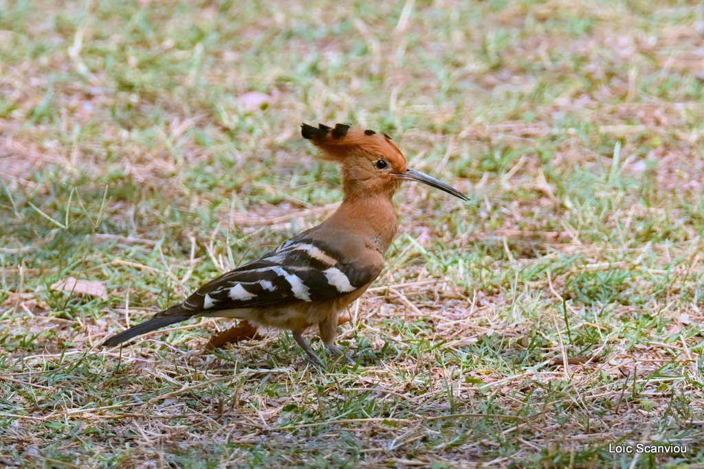 Huppe d'Afrique/African Hoopoe