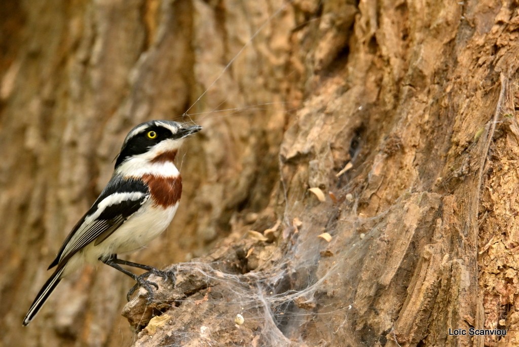 Pririt molitor/Chinspot Batis