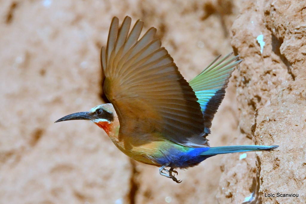 Guêpier à front blanc/White-fronted Bee-eater (2)