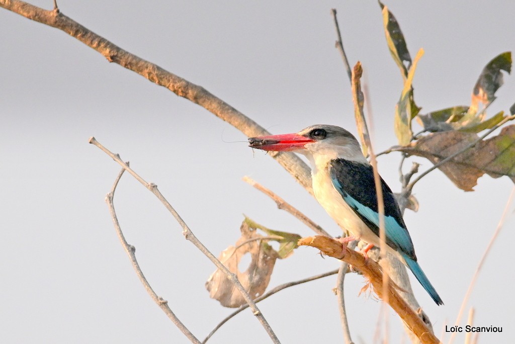 Martin-chasseur à tête brune/Brown-hooded Kingfisher