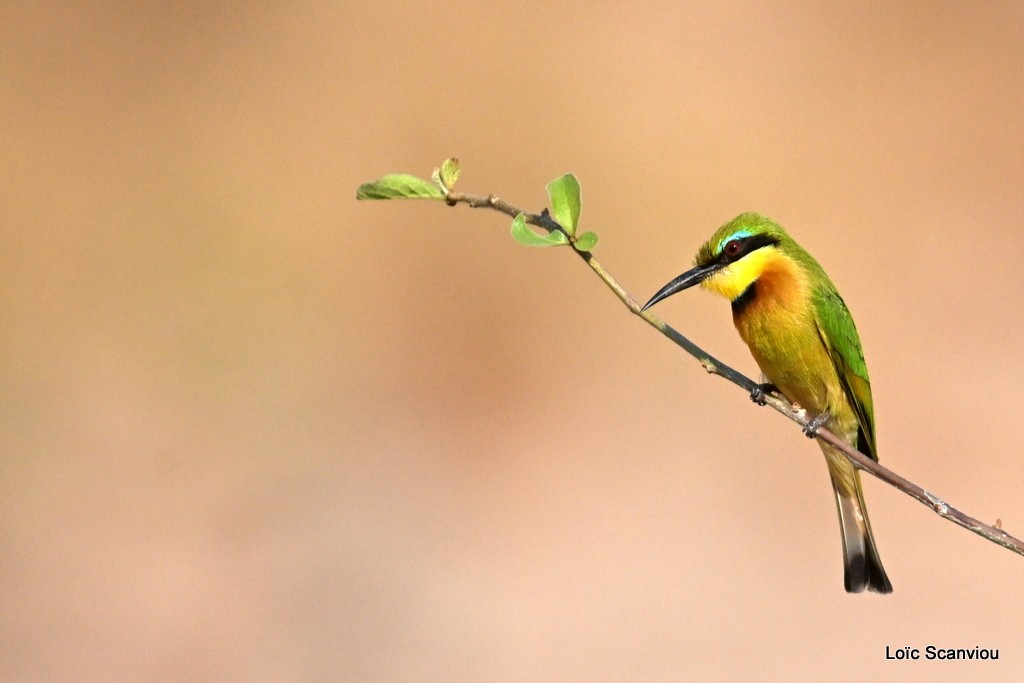 Guêpier nain/Little Bee-eater 