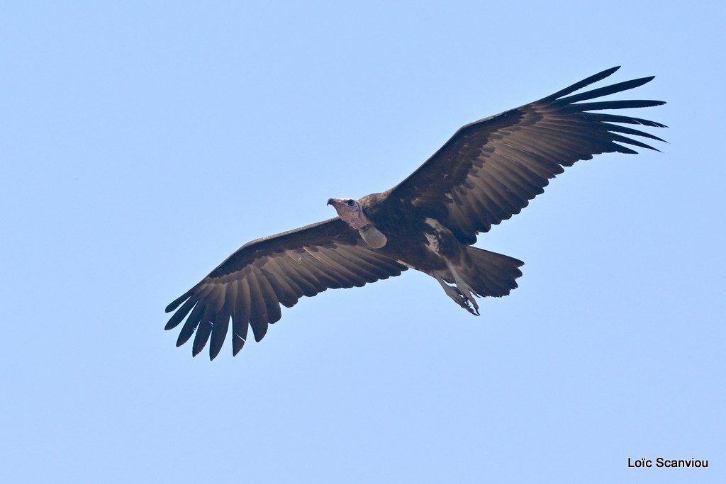 Vautour charognard/Hooded Vulture