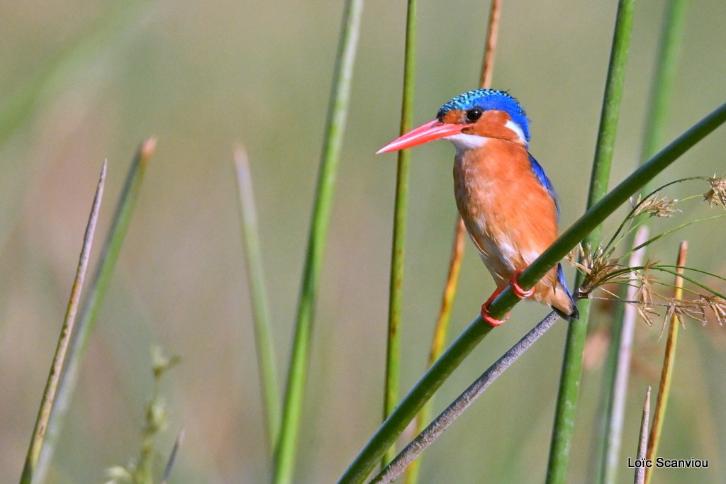 Martin-pêcheur huppé/Malachite Kingfisher