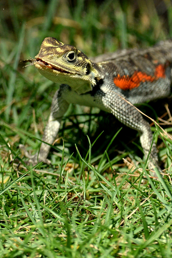 Agame/Agama Lizard (1)