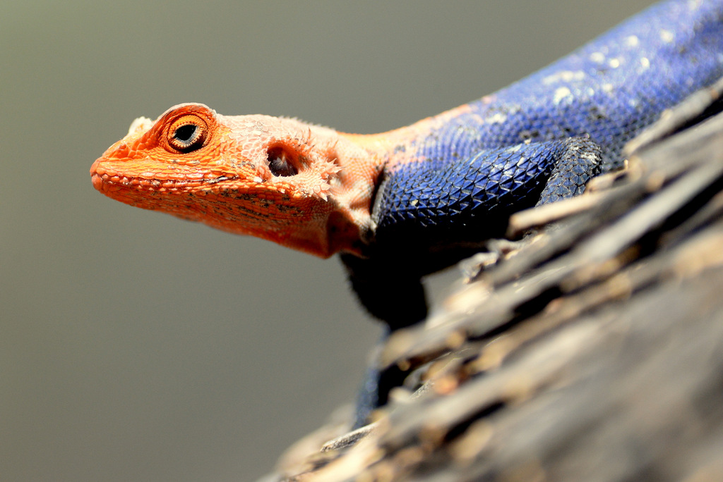 Agame/Agama Lizard (3)