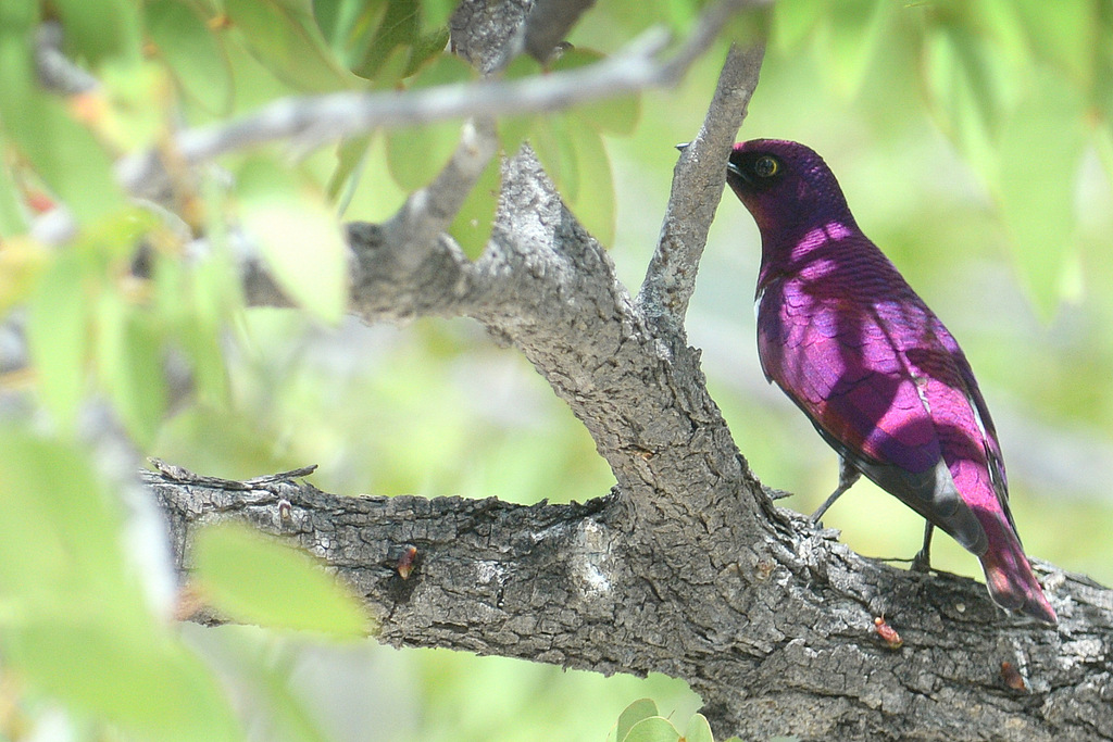 Etourneau améthyste/Violet-backed Starling (1)