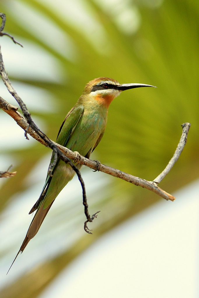 Guêpier/Bee-eater (1)