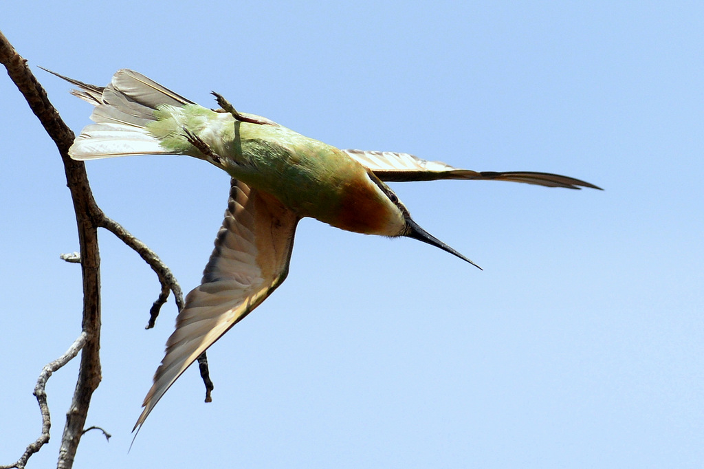 Guêpier/Bee-eater (2)