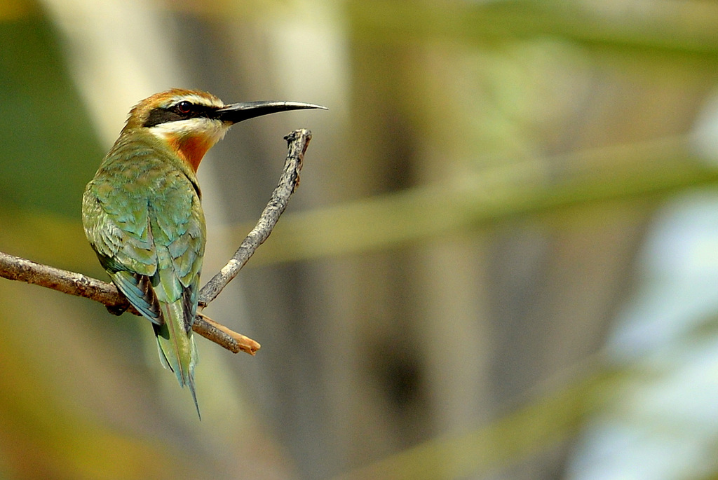 Guêpier/Bee-eater (3)