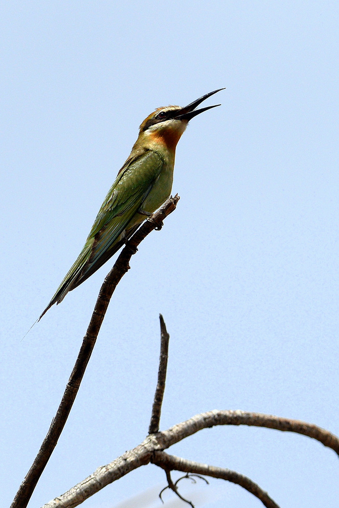 Guêpier/Bee-eater (4)