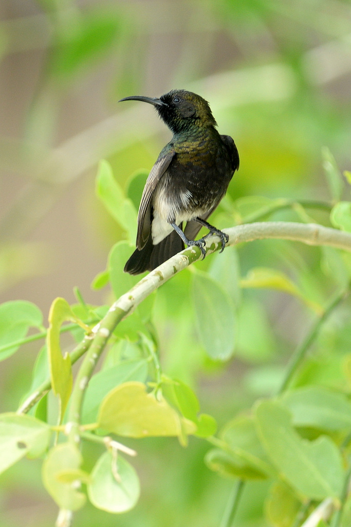 Souimanga/Sunbird (2)