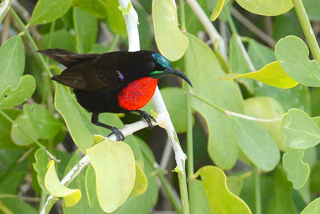 Souimanga à poitrine rouge/Scarlet-chested Sunbird (1)