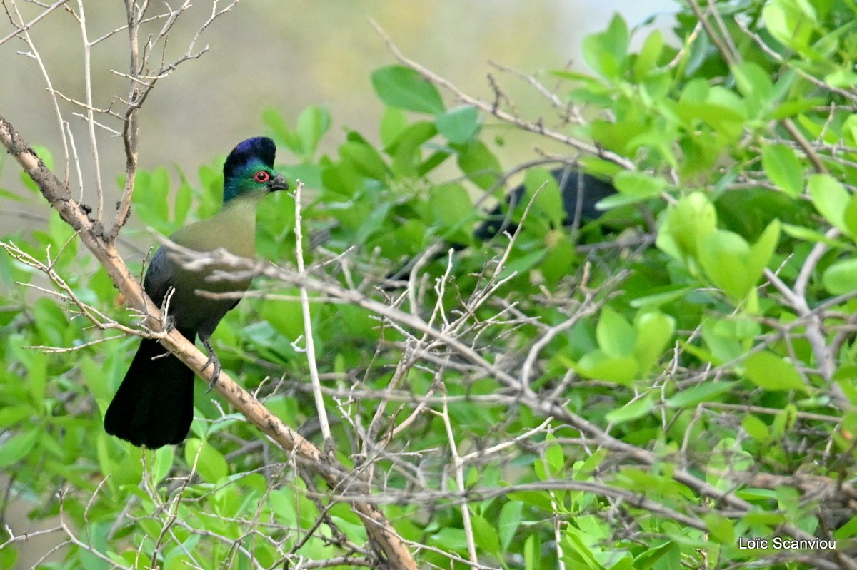 Touraco à huppe splendide/Purple-crested Turaco (1)