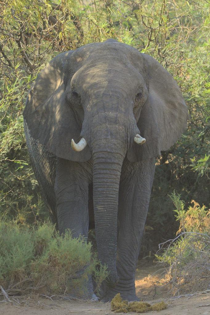 Eléphant du désert