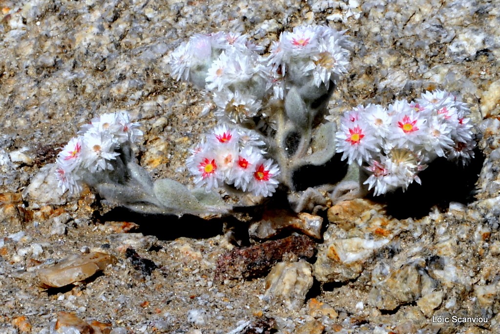 Edelweiss du désert/Southwest Edelweiss 