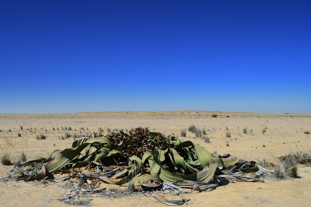 Weltwitschia