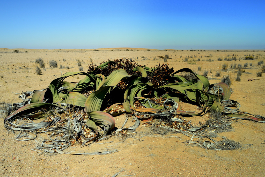 Weltwitschia