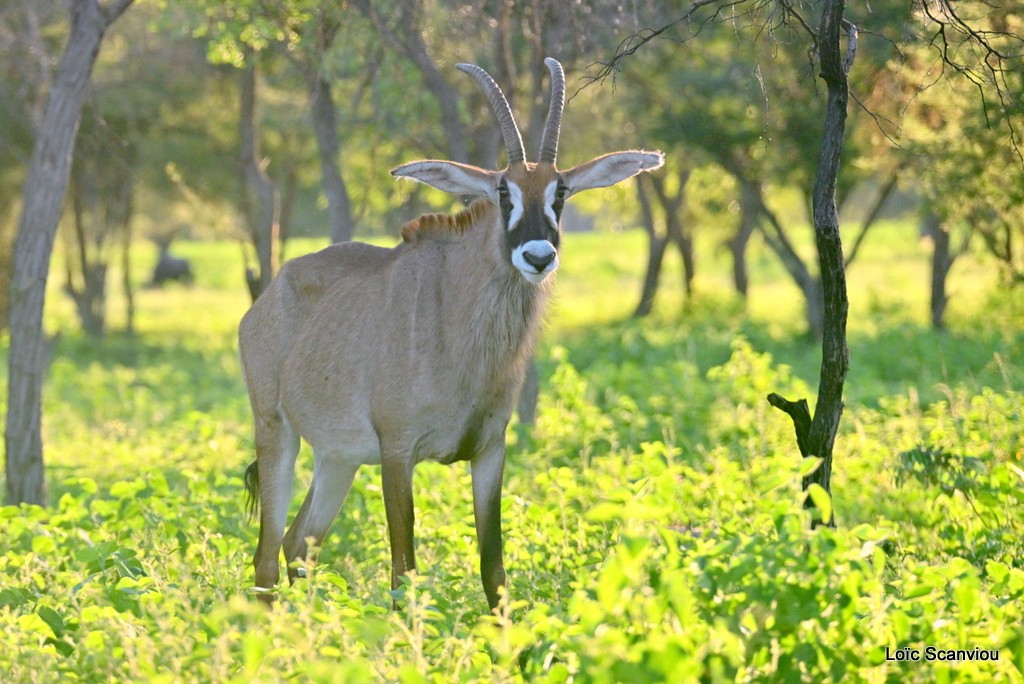 Antilope rouanne/Roan Antelope