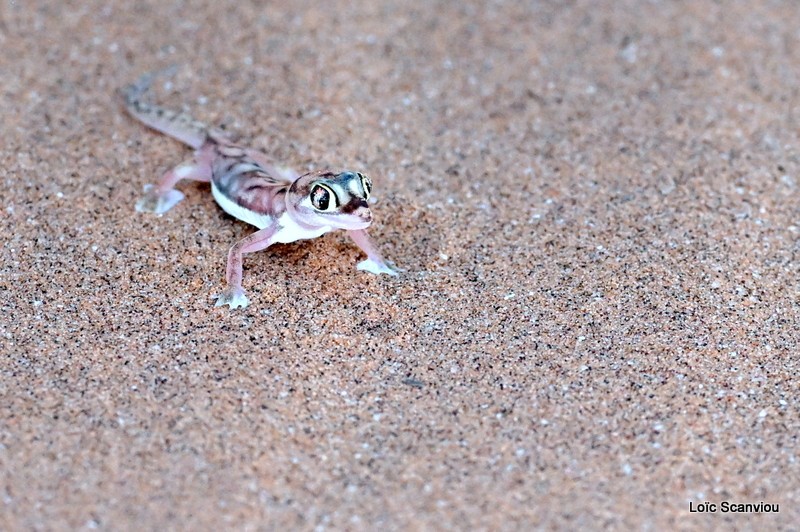 Gecko du Namib/Namib Web-footed Gecko