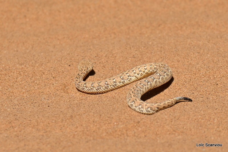 Vipère de Péringuey/Peringuey's Adder (1)