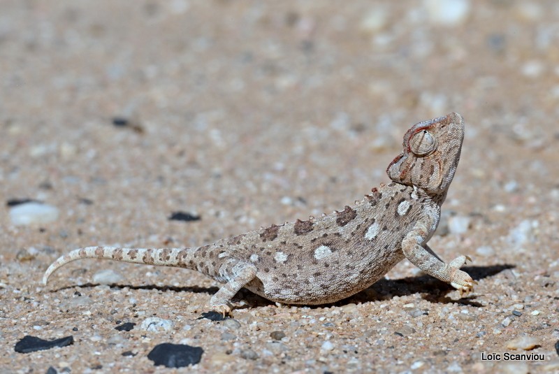 Caméléon du Namaqua/Namaqua Chameleon (4)