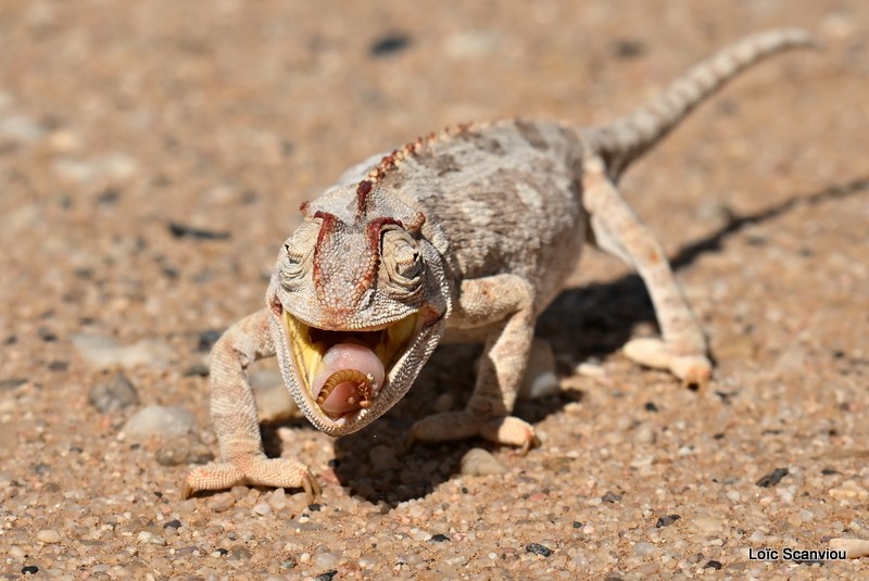 Caméléon du Namaqua/Namaqua Chameleon (3)