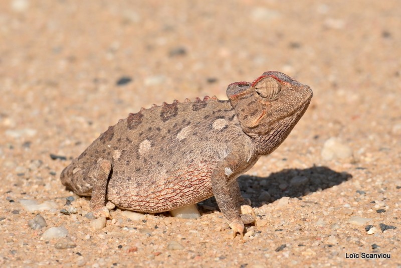 Caméléon du Namaqua/Namaqua Chameleon (2)