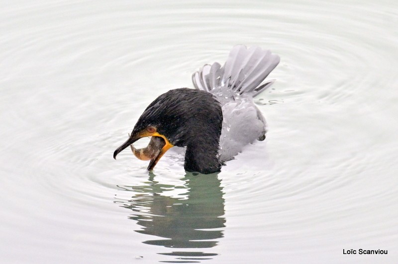 Cormoran couronné/Crowned Cormorant