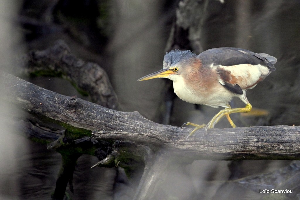 Blongios nain/Little Bittern (2)