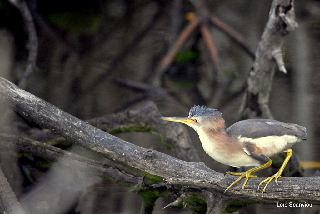 Blongios nain/Little Bittern (1)