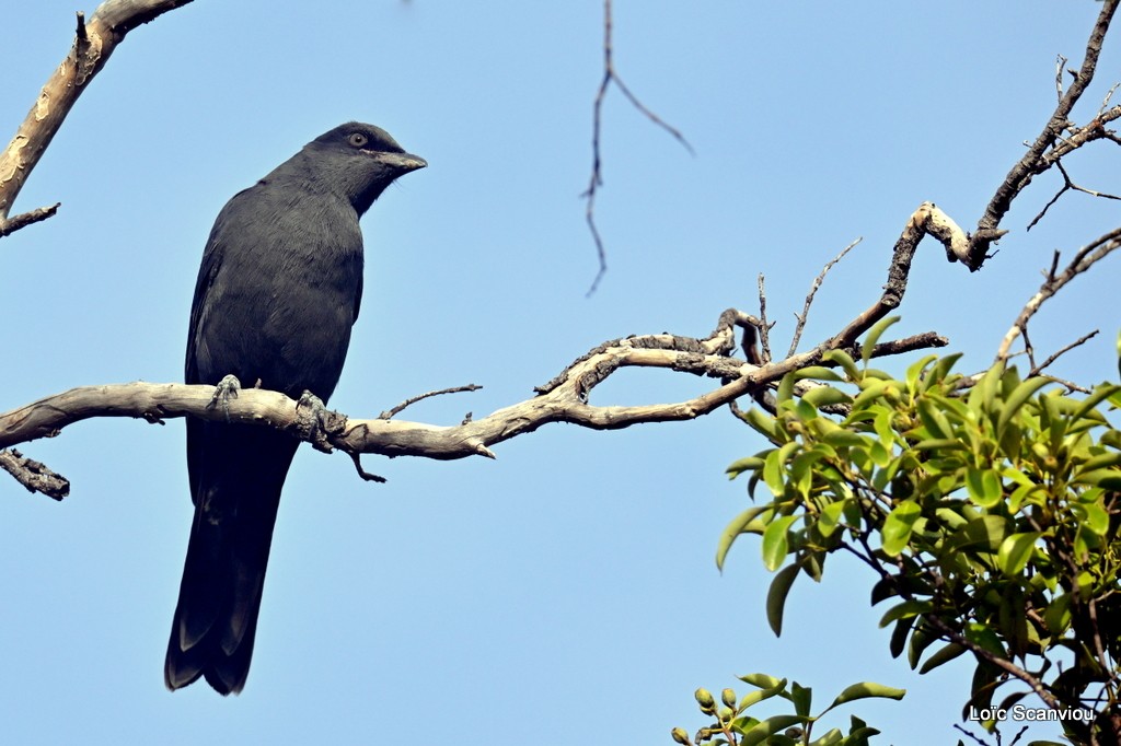 Echenilleur calédonien/Melanesian Cuckoo-Shrike