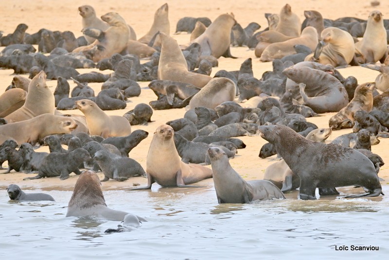 Otarie à fourrure d'Afrique du Sud/Cape Fur Seal (3)