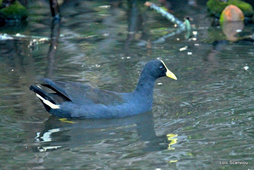 Gallinule sombre/Dusky Moorhen (1)