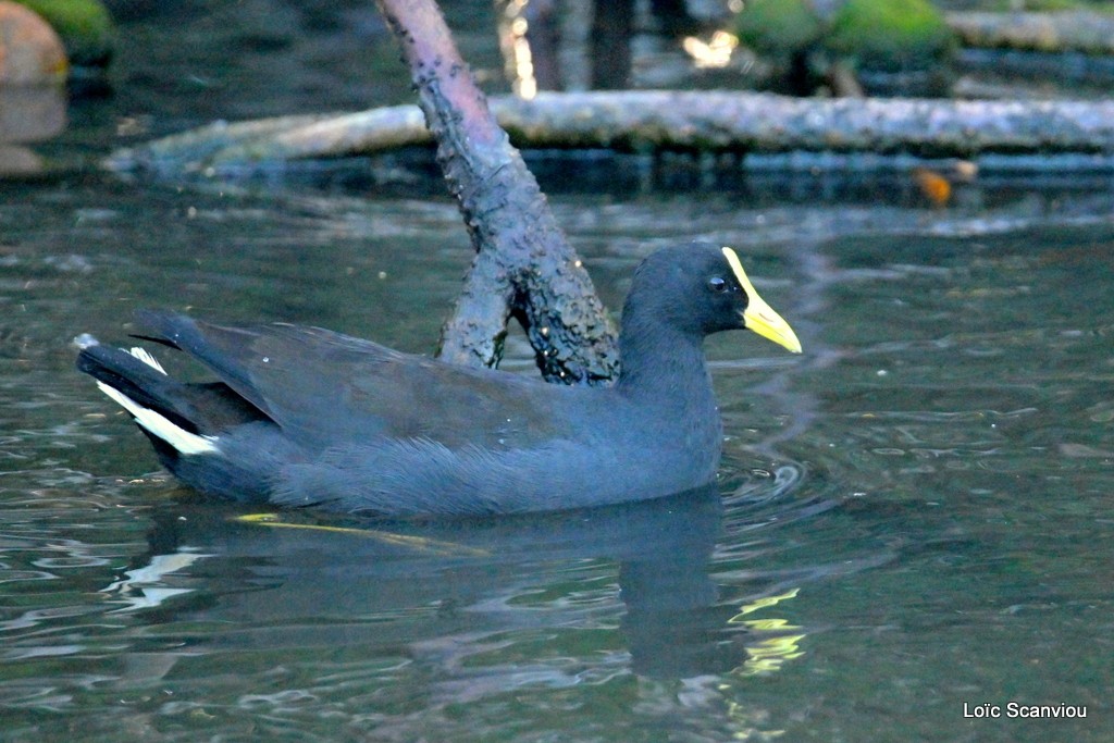 Gallinule sombre/Dusky Moorhen  (2)