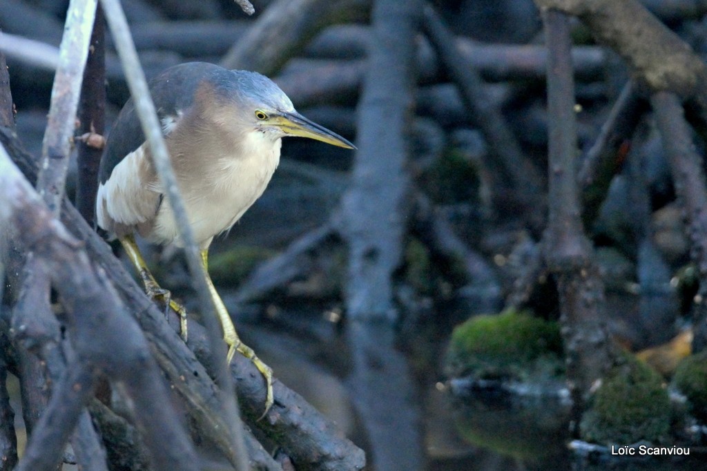 Blongios nain/Little Bittern (3)