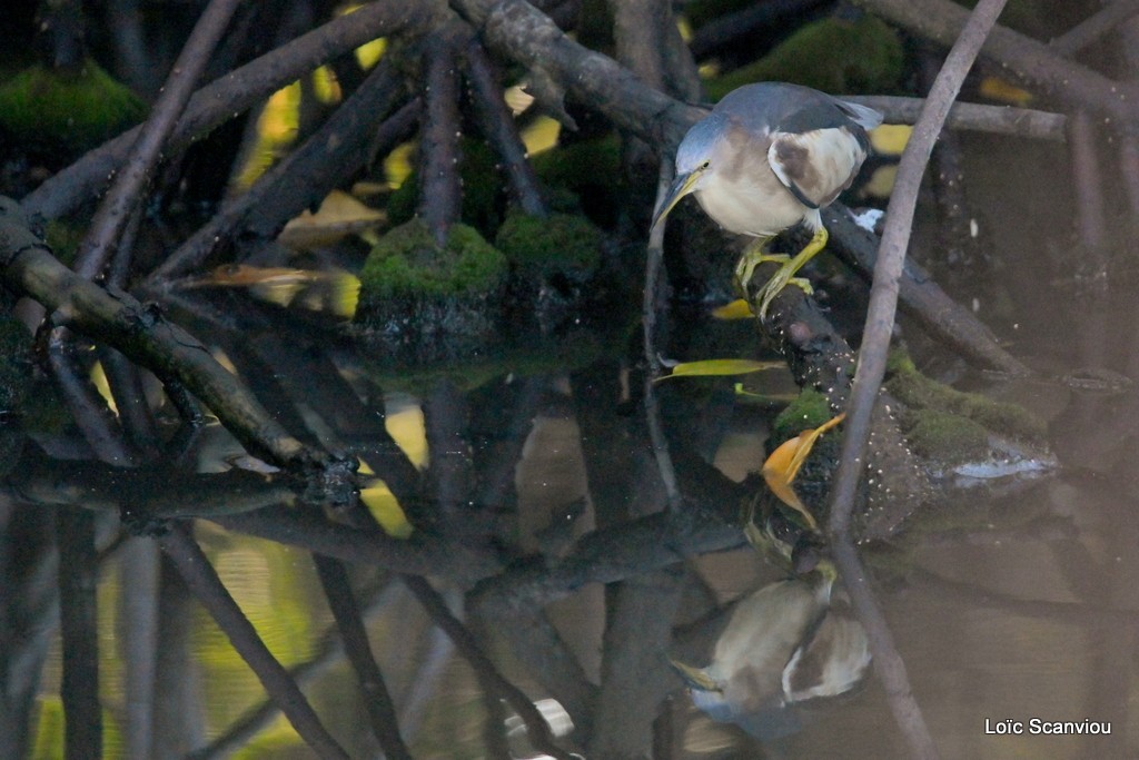 Blongios nain/Little Bittern (4)