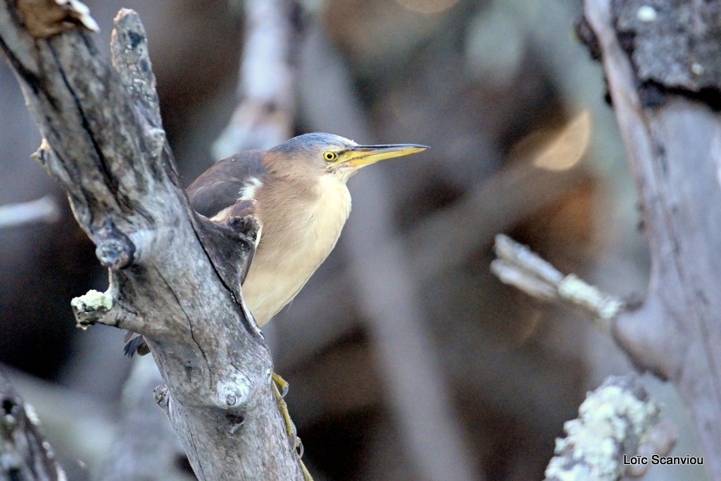 Blongios nain/Little Bittern (5)