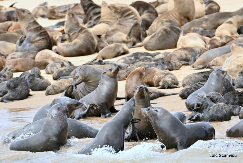 Otarie à fourrure d'Afrique du Sud/Cape Fur Seal (2)