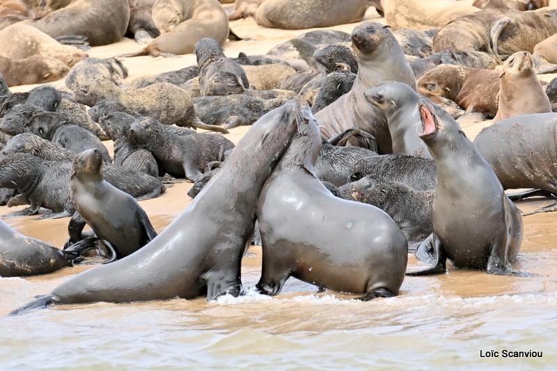 Otarie à fourrure d'Afrique du Sud/Cape Fur Seal (1)