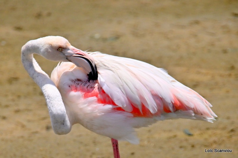 Flamant rose/Greater Flamingo