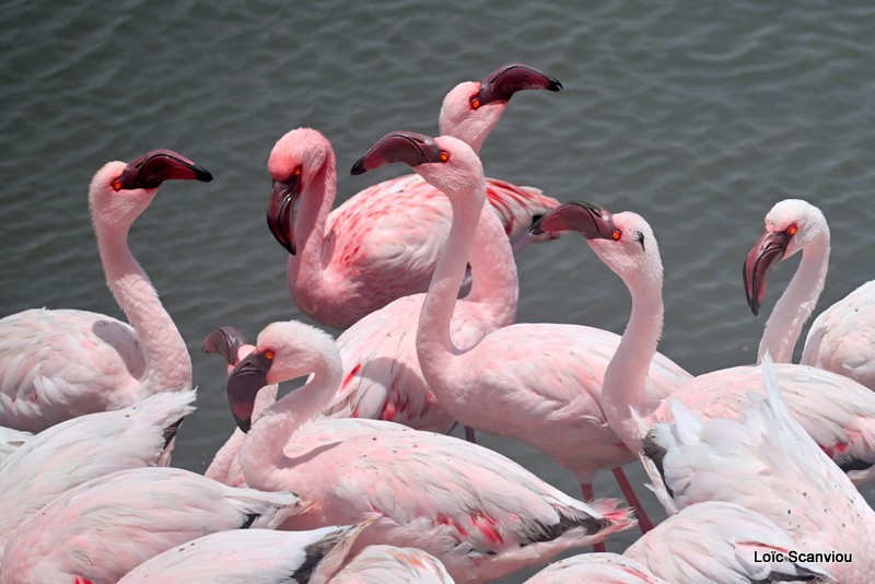 Flamant nain/Lesser Flamingo (1)