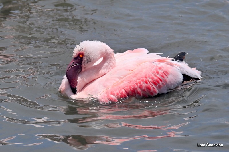 Flamant nain/Lesser Flamingo (2)