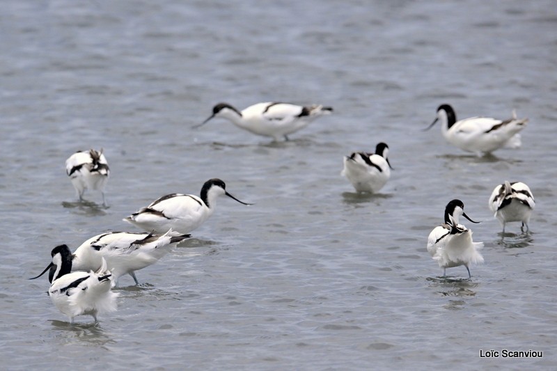 Avocette élégante/Pied Avocet