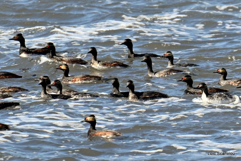 Grèbe à cou noir/Black-necked Grebe