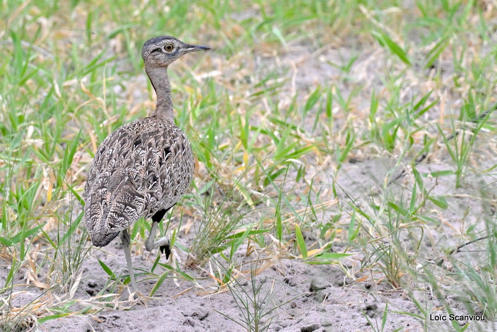 Outarde houppette/Red-crested Korhaan