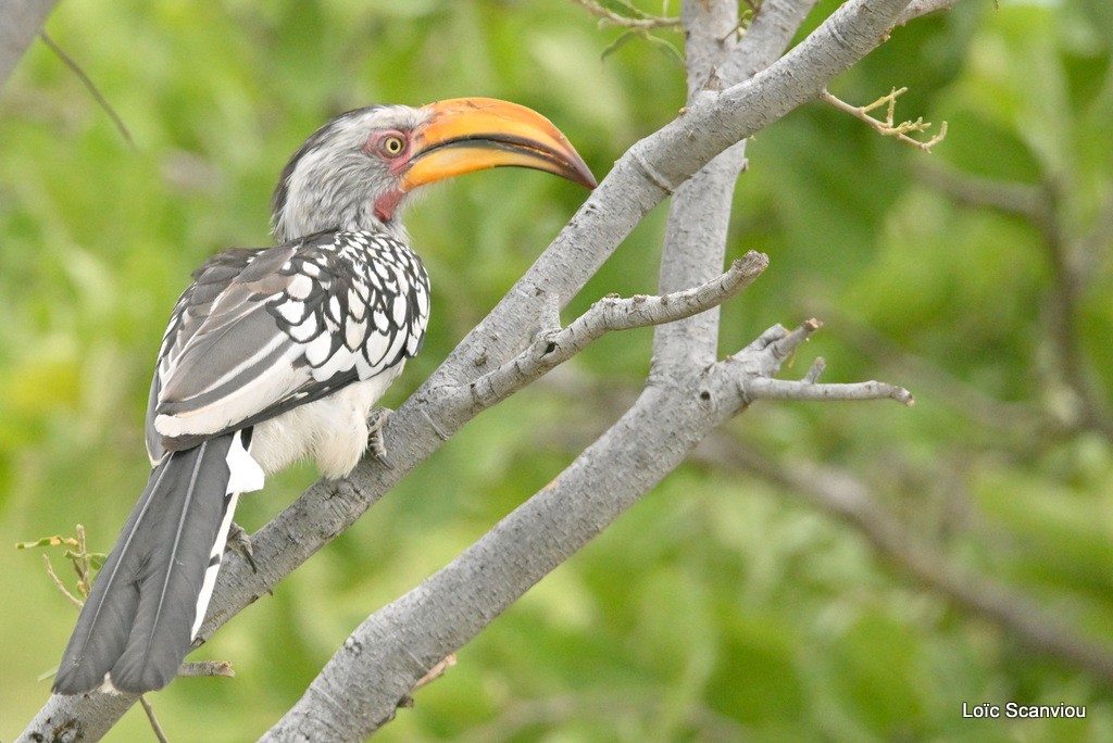 Calao leucomèle/Southern Yellow-billed Hornbill